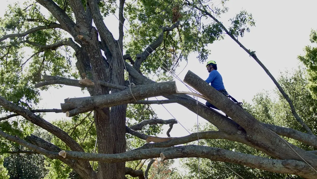 Professional Crown Thinning performed by certified arborists in Horsham
