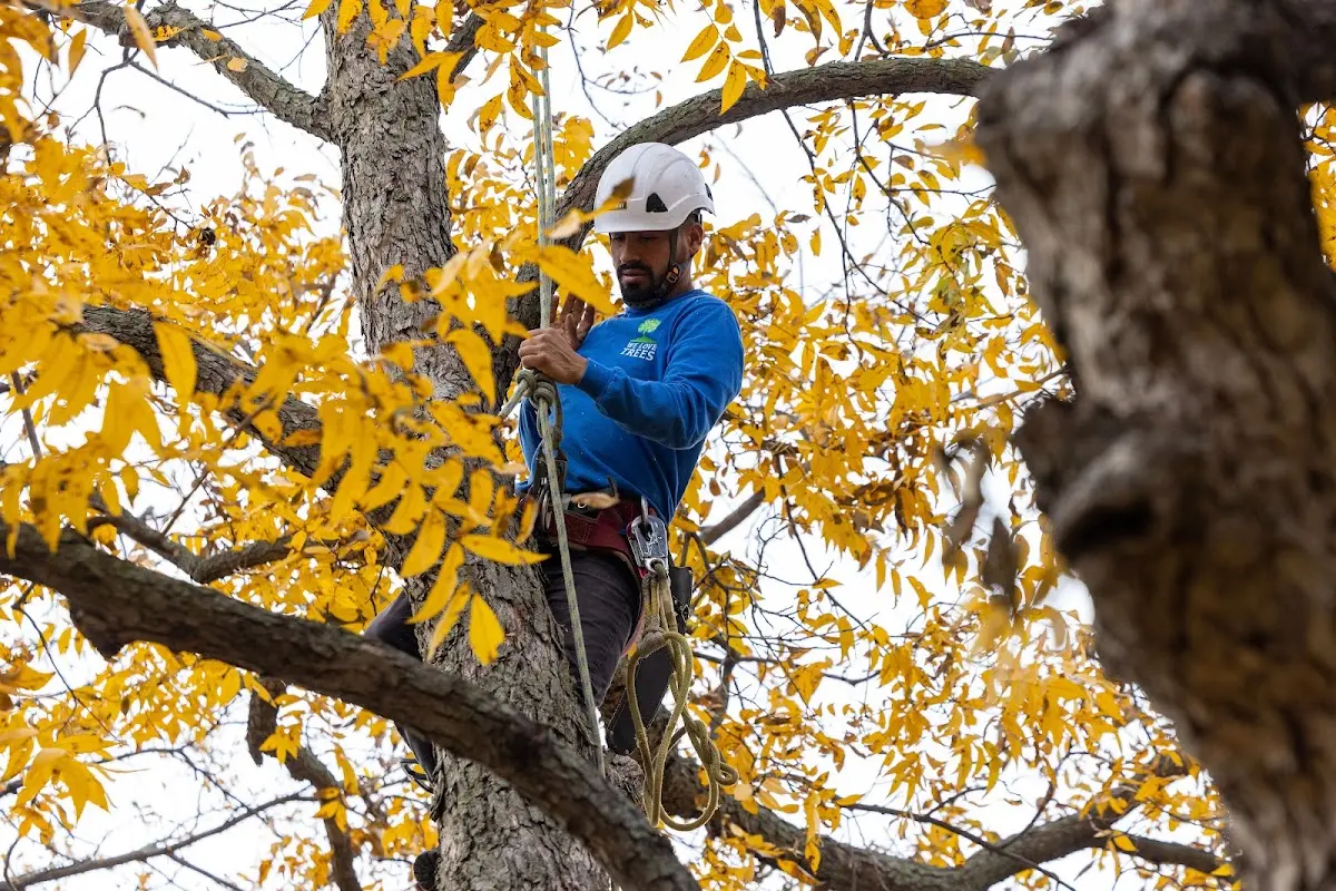 Skilled Tree Pruning crew working in Horsham
